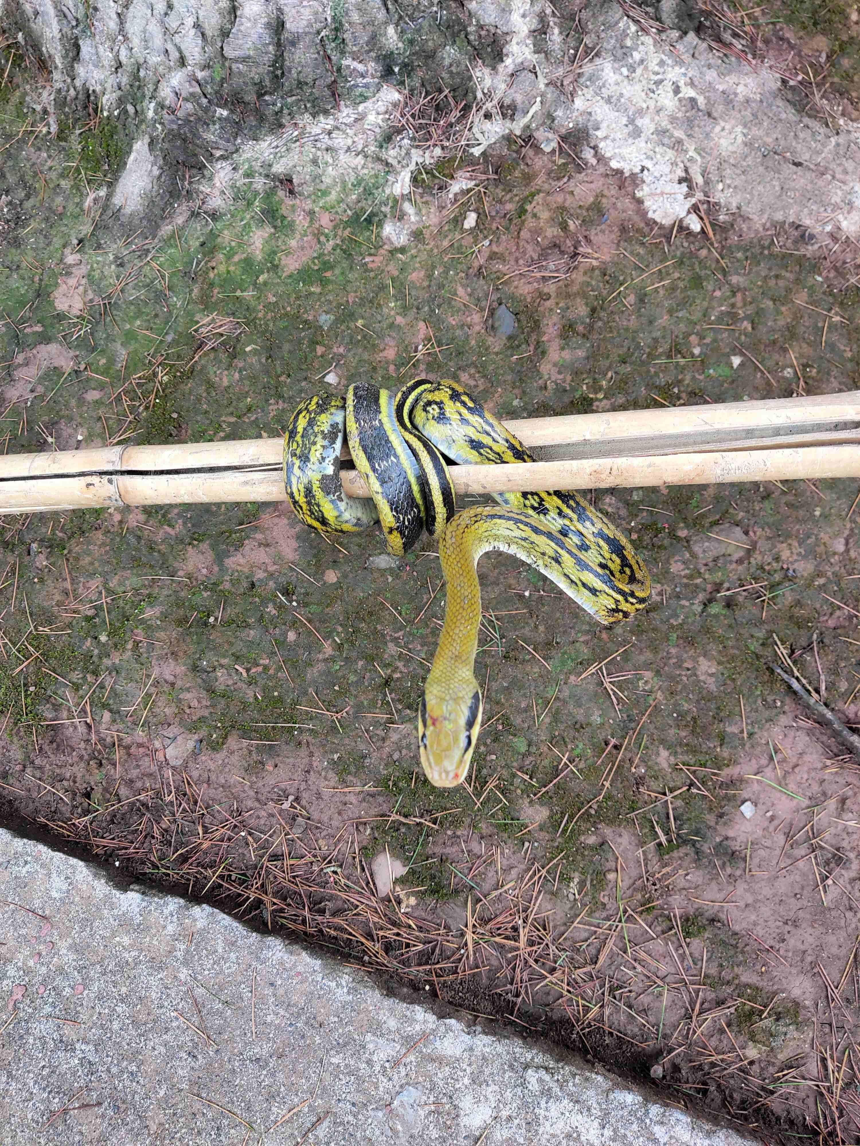 抓到一条野生菜花蛇