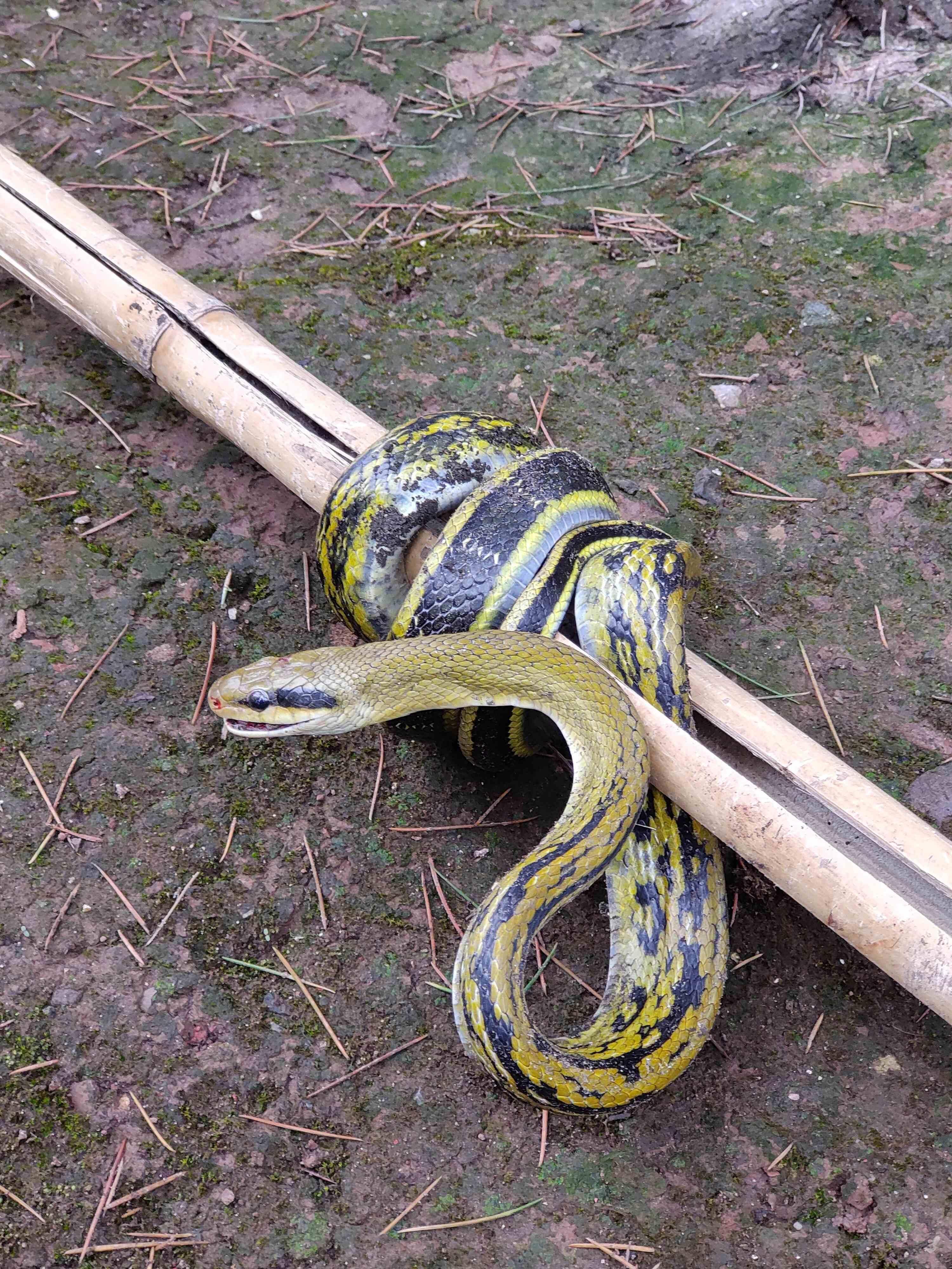 抓到一条野生菜花蛇