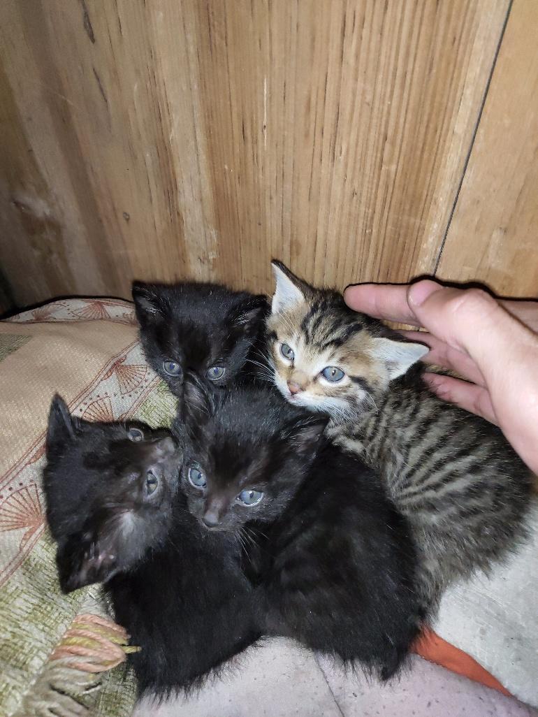 外婆家的小猫咪