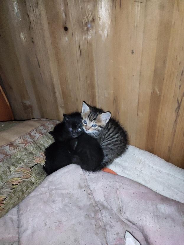 外婆家的小猫咪