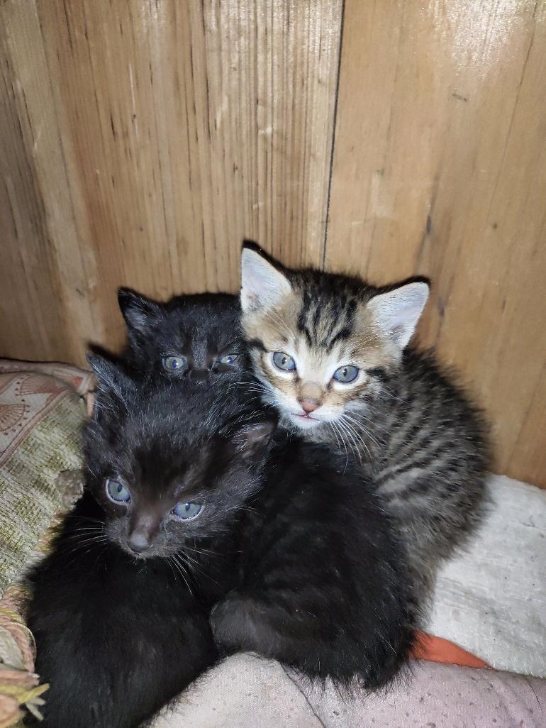 外婆家的小猫咪